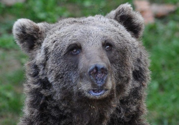 Bu kış uyumayı unuttular G4