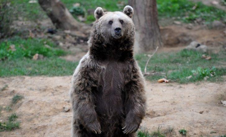 Bu kış uyumayı unuttular G5