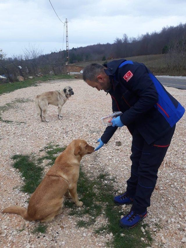 Sahipsiz hayvanlara Osmangazi şefkati