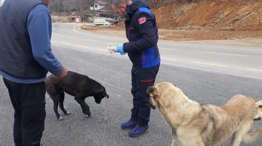 Sahipsiz hayvanlara Osmangazi şefkati