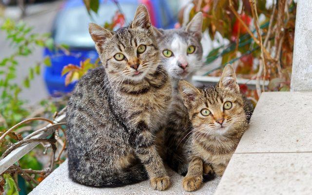 Başkan Özakcan’dan sokak canları için mama desteği