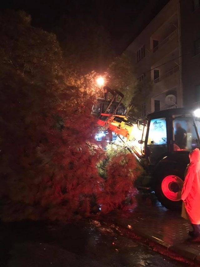 Buharkent’te sağanak yağmur ağaç devirdi