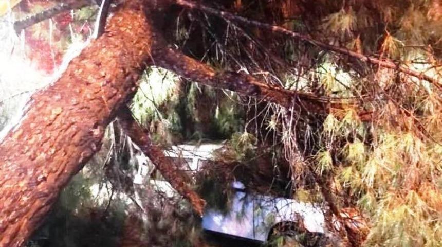 Buharkent&rsquo;te sağanak yağmur ağa&ccedil; devirdi