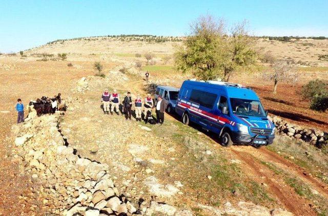 Kaybolan koyunları jandarma buldu