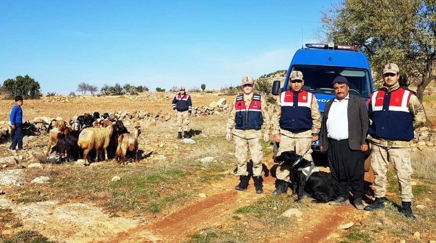Kaybolan koyunları jandarma buldu