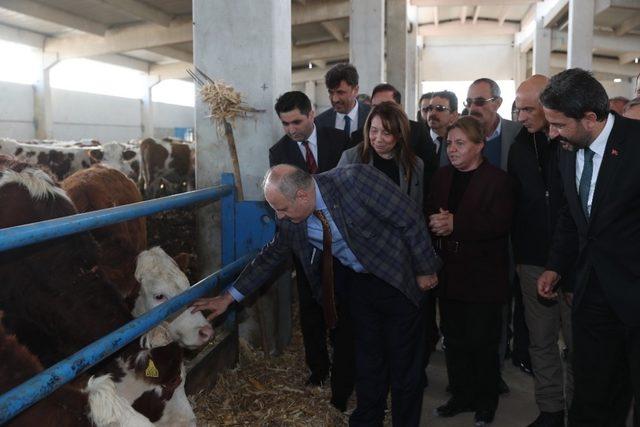 500 başlık damızlık düve işletmesi törenle açıldı