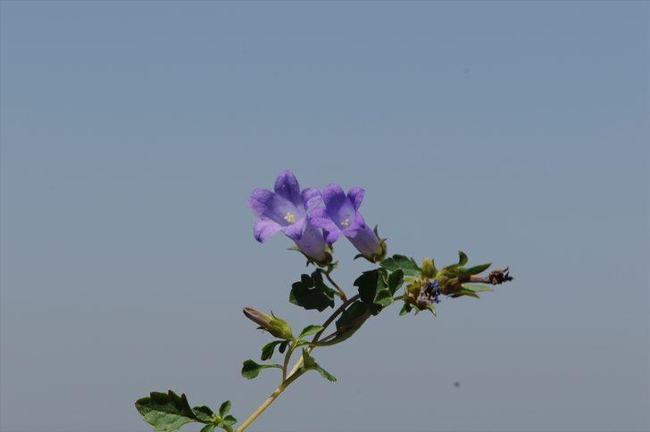 İzmir'de yeni bir çiçek türü keşfedildi! G1