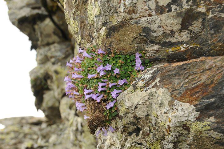 İzmir'de yeni bir çiçek türü keşfedildi! G2