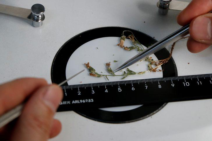 İzmir'de yeni bir çiçek türü keşfedildi! G3