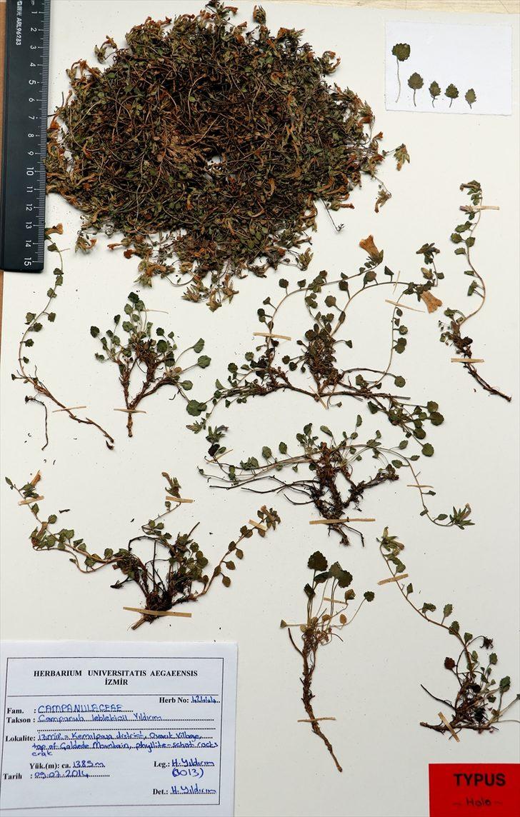 İzmir'de yeni bir çiçek türü keşfedildi! G5