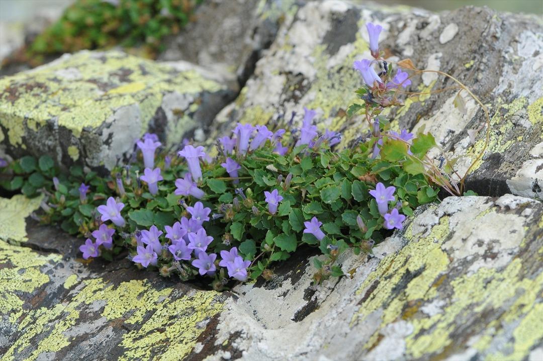 İzmir'de yeni bir &ccedil;i&ccedil;ek t&uuml;r&uuml; keşfedildi!