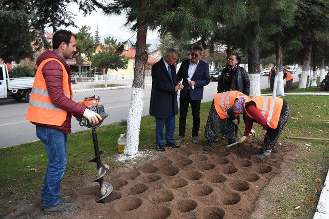 Isparta’ya 2 yılda 150 çeşitlik 1 milyon gül dikilecek