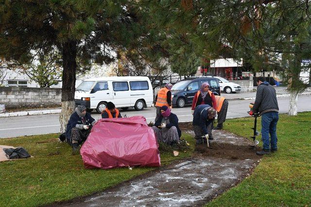 Isparta’ya 2 yılda 150 çeşitlik 1 milyon gül dikilecek