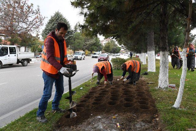 Isparta’ya 2 yılda 150 çeşitlik 1 milyon gül dikilecek