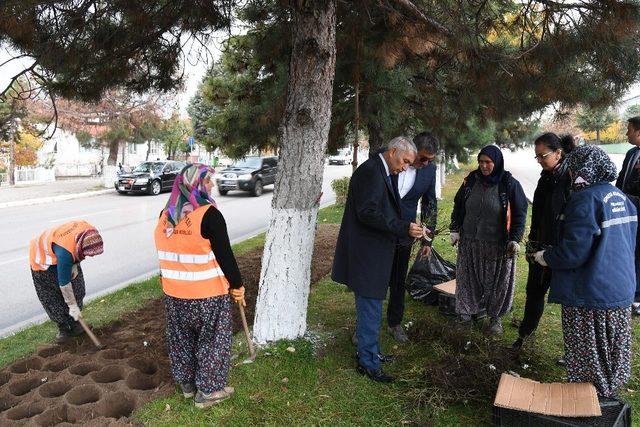 Isparta’ya 2 yılda 150 çeşitlik 1 milyon gül dikilecek