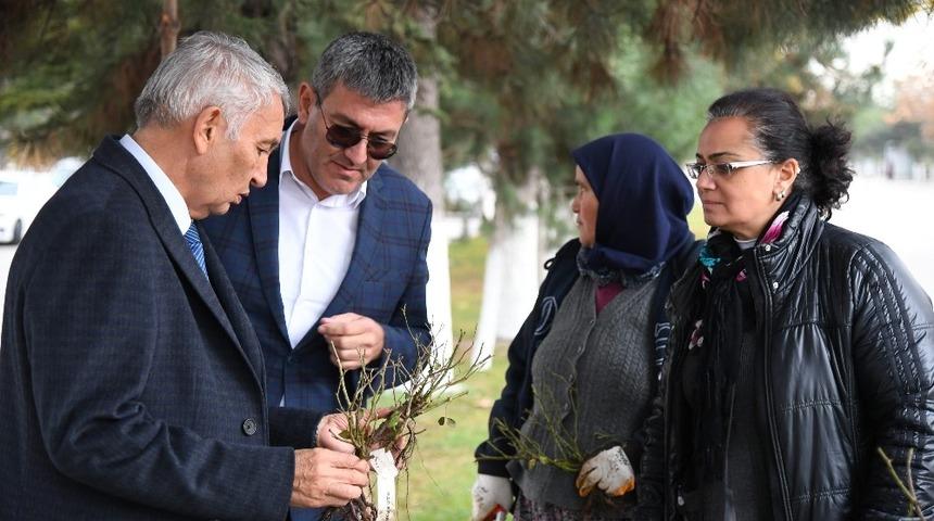 Isparta’ya 2 yılda 150 çeşitlik 1 milyon gül dikilecek