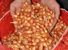  Geçen yıl çöpe atılıyordu şimdi 7 TL'den satılıyor