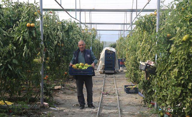 Çameli'de domates üretimi arttı, göç önlendi