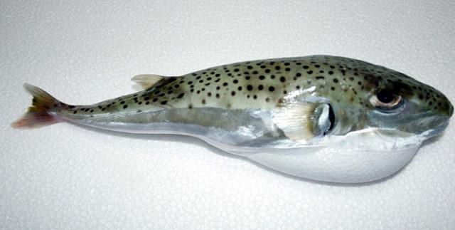 Akdeniz'i 'işgal eden' balık türü 63'e çıktı