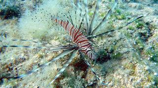 Akdeniz'i işgal ediyorlar! 63 türün listesi açıklandı