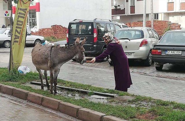 Eşeği eliyle besleyen kadın sosyal medyayı salladı