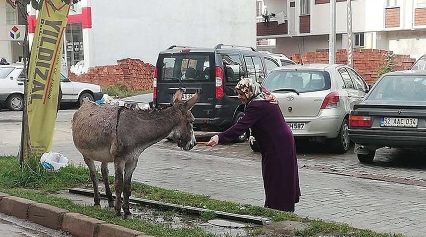 Eşeği eliyle besleyen kadın sosyal medyayı salladı