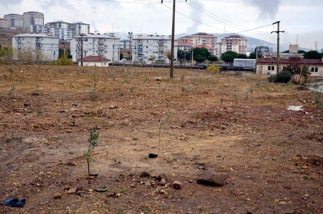 Aliağa’da bin zeytin fidanı toprakla buluştu