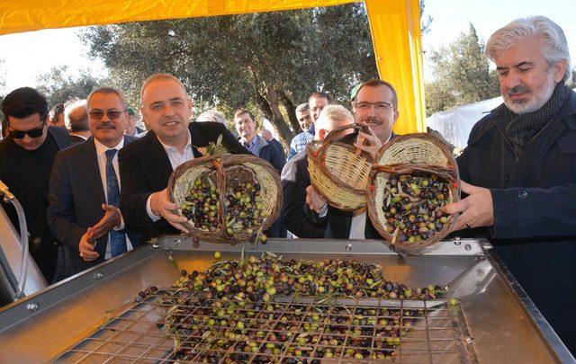 Akhisar'da Dünya Zeytin Günü kutlandı