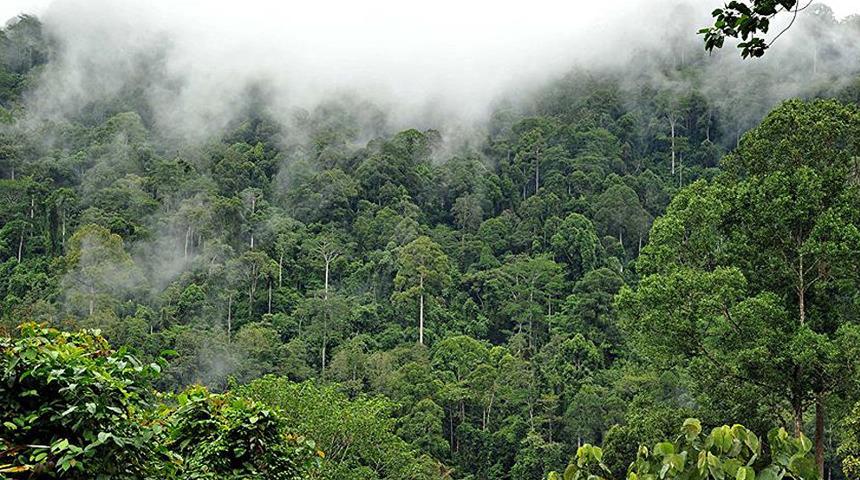 Amazon ormanlarında son 10 yılın en büyük kaybı! Londra'nın 5 katı büyüklüğünde...