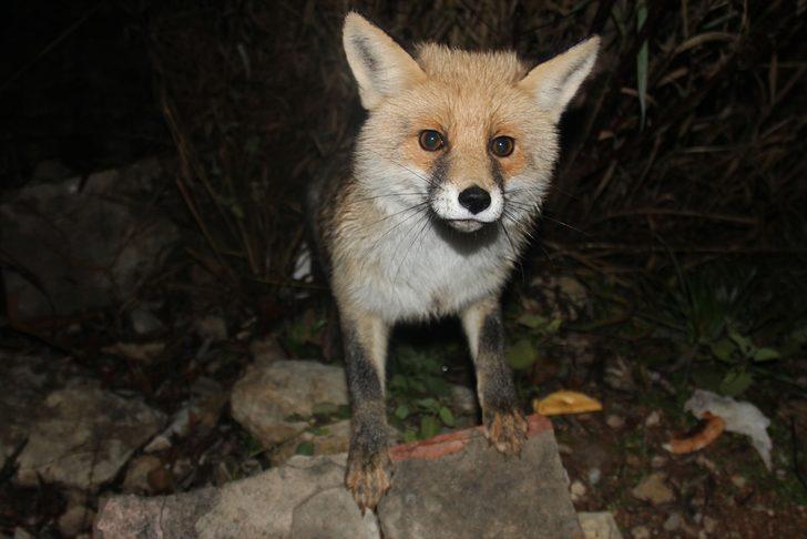 Ovacık'ta tilkiyi elleriyle besliyor G1