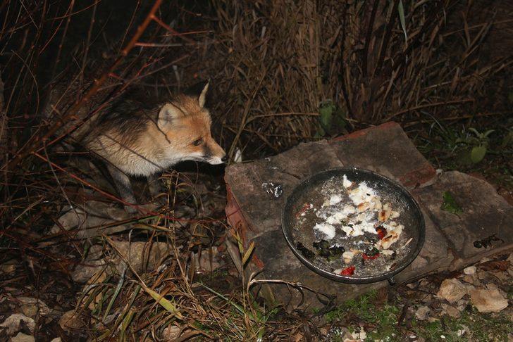 Ovacık'ta tilkiyi elleriyle besliyor G2