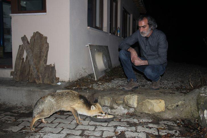 Ovacık'ta tilkiyi elleriyle besliyor G3