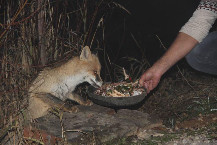 Ovacık'ta tilkiyi elleriyle besliyor G4
