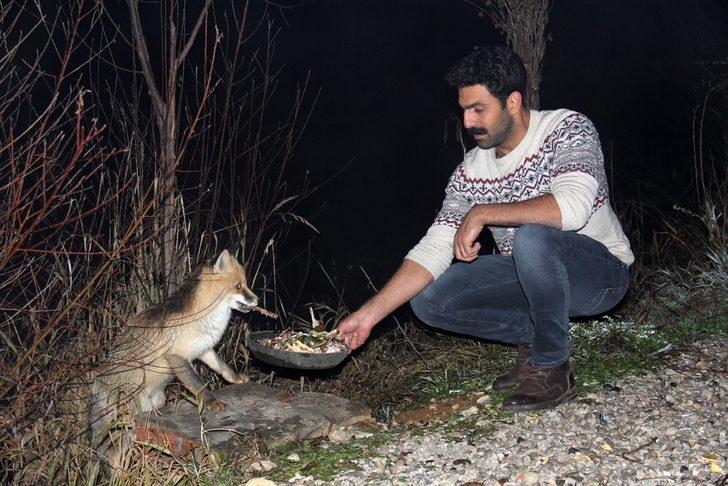 Ovacık'ta tilkiyi elleriyle besliyor G5