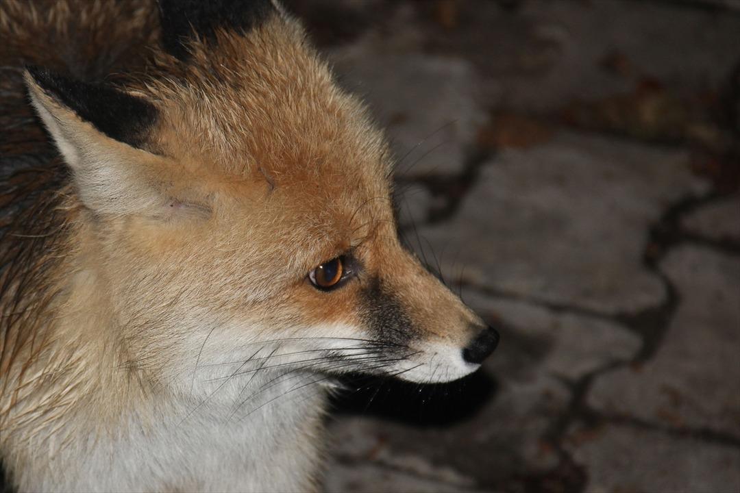 Ovacık'ta tilkiyi elleriyle besliyor