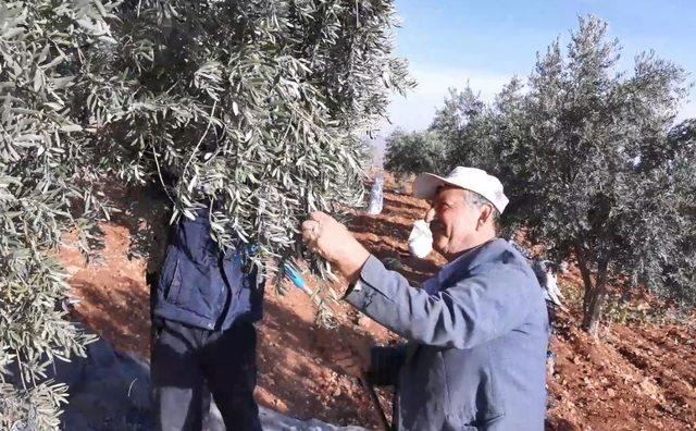 Araban’da yağlık zeytin hasadı başladı