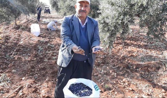 Araban’da yağlık zeytin hasadı başladı