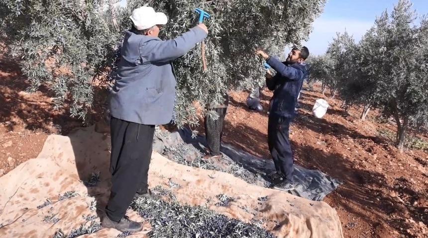 Araban&rsquo;da yağlık zeytin hasadı başladı