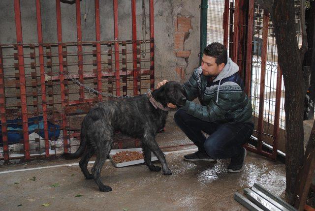 Kazada yaralanan köpeği 'Duman' için hukuk mücadelesi başlattı