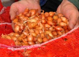 Arpacık soğanın kilosu 7 lira