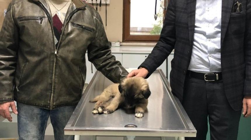 Vatandaşlar yavru k&ouml;pek i&ccedil;in seferber oldular