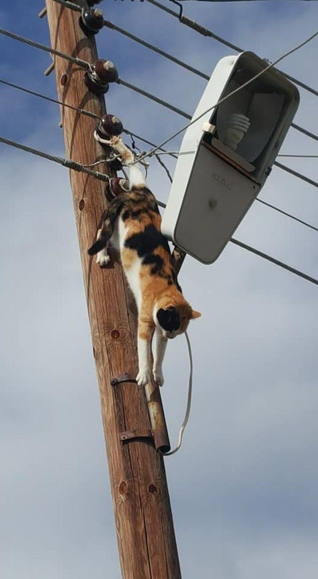 Elektrik tellerine ayağı takılan kedi, saatlerce direkte kaldı