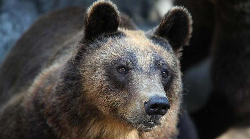 Doğu Karadeniz'de büyük tehlike: İnsan yiyen ayılar geliyor!