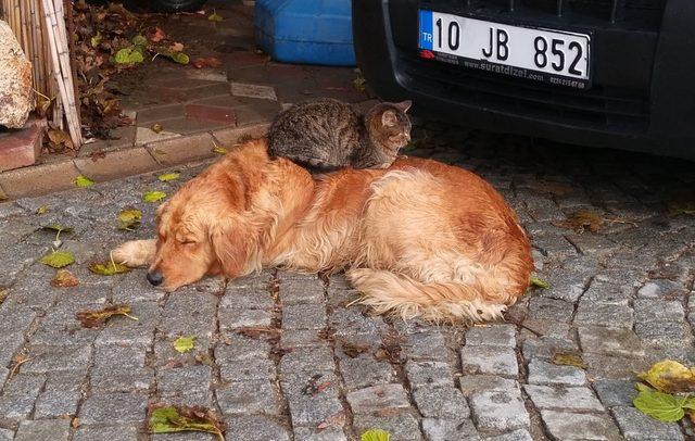 Köpek ile kedinin kıskandıran dostluğu