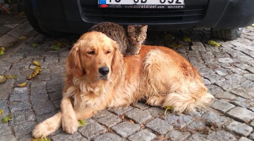 K&ouml;pek ile kedinin kıskandıran dostluğu