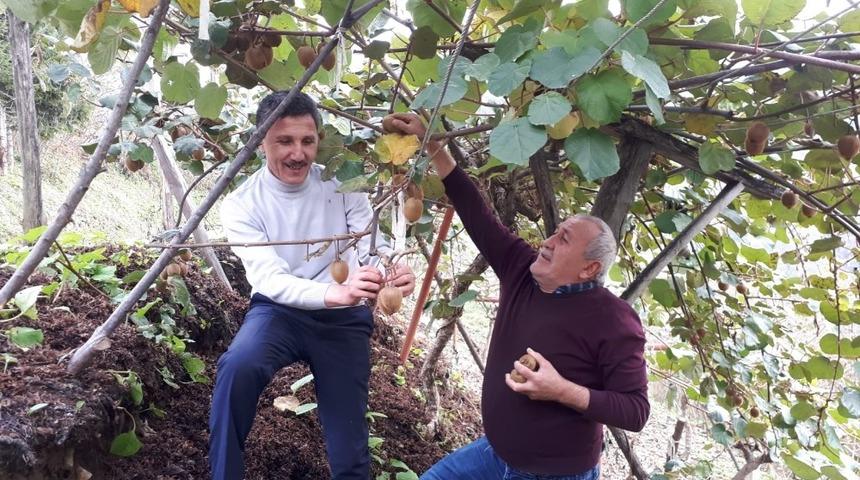 Başkan Kaya, yılın son kivi hasadını yaptı