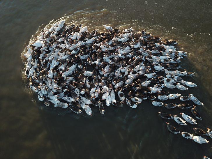 En iyisi orada yetişiyor! Lezzetli olsun diye... G1