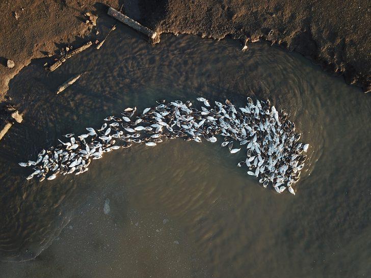 En iyisi orada yetişiyor! Lezzetli olsun diye... G3