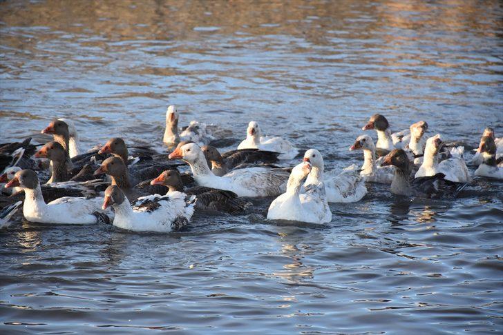 En iyisi orada yetişiyor! Lezzetli olsun diye... G5
