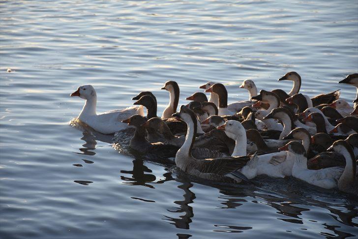 En iyisi orada yetişiyor! Lezzetli olsun diye... G2